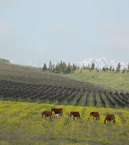GolanHeights Vineyard.jpg