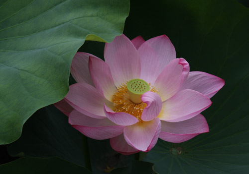 IMG_5290 hasu.JPG