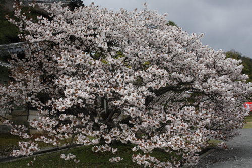 IMG_9474 .JPG